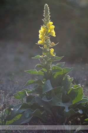 Stalkaars; Dense-flowered Mullein; Verbascum densiflorum