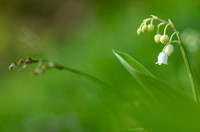 Lelietje-van-dalen - Lily-of-the-Valley - Convallaria majalis