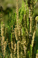 Bezemdophei; Green heather; Erica scoparia;