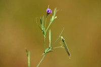 Lathyrus angulatus