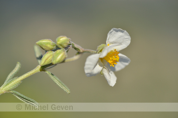 Wit Zonneroosje; White Rock-rose; Helianthemum apennium