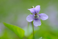 Donkersporig Bosviooltje; Early Dog Violet; Viola riviniana