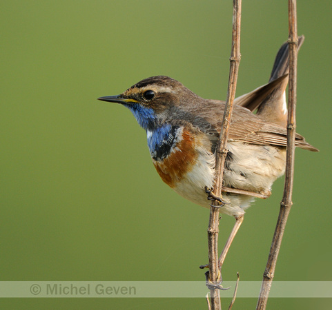 Blauwborst - Bluethroat - Luscinia svecica