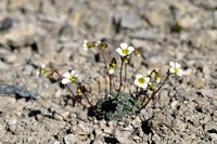 Saxifraga valdensis