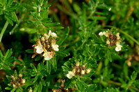 Berggamander; Mountain Germander; Teucrium montanum