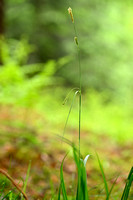 Gladde zegge; Smooth-stalked Sedge; Carex laevigata