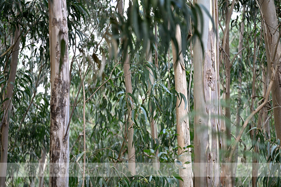 Tasmanian blugum; Eucalyptus glubulus