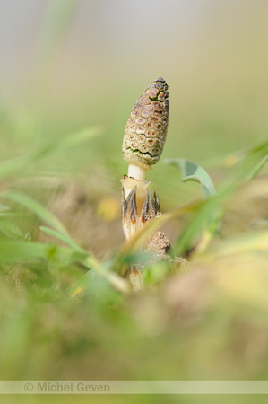 Field horsetail; Heermoes; Equisetum arvense