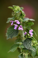 Stinkende ballote; Black Horhound; Ballota nigra subsp. Meridion