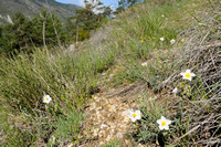 Wit Zonneroosje; White Rock-rose; Helianthemum apenninum