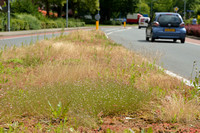 Gipskruid; Low baby's breath; Gypsophila muralis