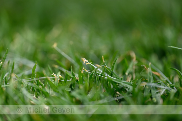 Kikuyo; Kikuyu Grass; Cenchrus clandestinus