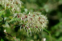 Bosrank; Traveller's Joy;Clematis vitalba