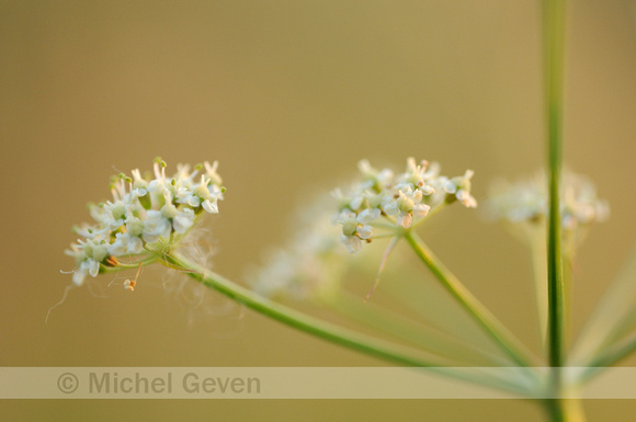 Karwijvarkenskervel; Milk Parsley; Peucedanum carvifolia