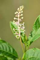 Westerse karmozijnbes; American pokeweed; Phytolacca americana