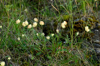 Alpenwondklaver; Alpine Kidney Vetch; Anthyllis vulneraria subsp