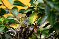 Kanarie; Atlantic Canary; Serinus canaria