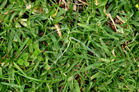 Kikuyo; Kikuyu Grass; Cenchrus clandestinus