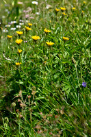 Crepis pyrenaica