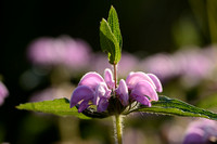 Iranese Jerusalemsalie; Iranian Jerusalem Sage; Phlomis herba-ve