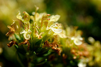 Berggamander - Mountain Germander - Teucrium montanum