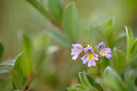 Vierrijige ogentroost - Irish Eyebright - Euphrasia tetraquetra