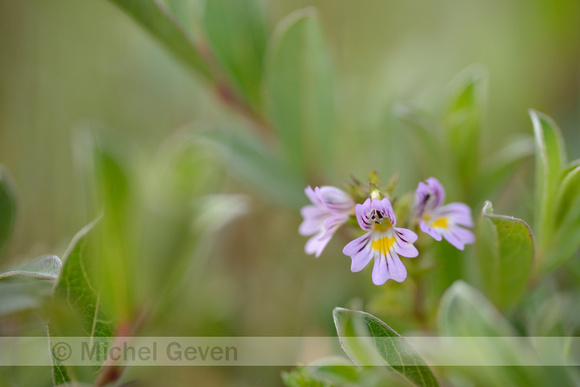 Vierrijige ogentroost; Irish Eyebright; Euphrasia tetraquetra