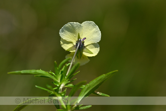 Geel viooltje; Viola lutea; subsp. lutea