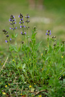 Kleinbloemige salie - Wild Clary - Salvia verbenaca subsp clandestina