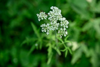 Gewone Berenklauw - Hogweed var. angustifolium - Heracleum sphondylium angustifolium