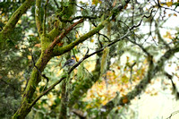 Madeiravink - Madeira Chaffinch - Fringilla maderensis