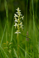 Bergnachtorchis; Greater Butterfly-orchid; Platanthera montana