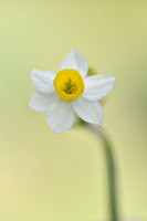 Bunch-flowered Daffodil; Narcissus tazetta