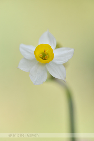 Bunch-flowered Daffodil; Narcissus tazetta