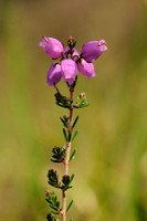 Rode Dophei - Bell Heather -  Erica cinerea