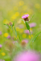 Knoopkruid; Brown Knapweed; Centaurea jacea;