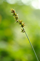 Gewone Bermzegge; Stekelzegge; Spiked sedge; Carex spicata