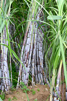 Suikerriet - Sugarcane - Saccharum officinarum