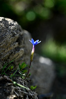 Gentiana brachyphylla