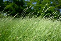 Veldkweek; Elymus campestris; subsp. campestris