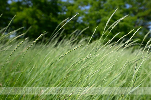 Veldkweek; Elymus campestris; subsp. campestris