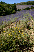 Zomercentaurie; Yellow Star-thistle; Centaurea solstitialis