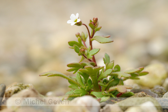 Kandelaartje; Rue-leaved saxifrage; Saxifraga tridactylites