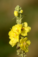 Stalkaars; Dense-flowered Mullein; Verbascum densiflorum;