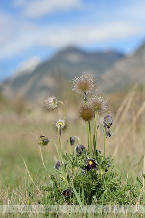 Mountain Pasque Flower; Pulsatilla montana