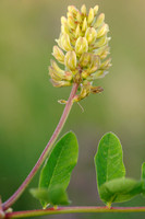 Wild Liquorice; Hokjespeul; Astragalus glycyphyllos