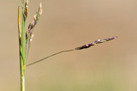 Stomp kweldergras; Reflexed Satlmarsh-grass; Puccinellia distans