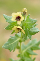 Bilzekruid; Black Henbane; Hyoscyamus niger