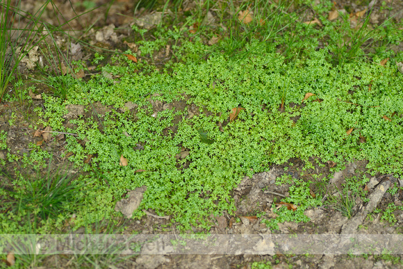 Gevleugeld sterrenkroos; Common Water-starwort; Callitriche stag