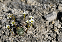 Saxifraga valdensis